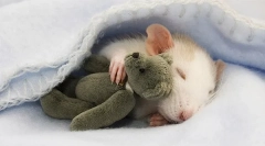 Cât de mult dormește acasă, cum și unde doarme, de ce doarme foarte mult